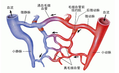 地龙蛋白可以改善微循环吗